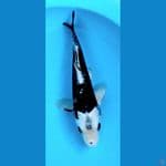 kawarimono 33cm