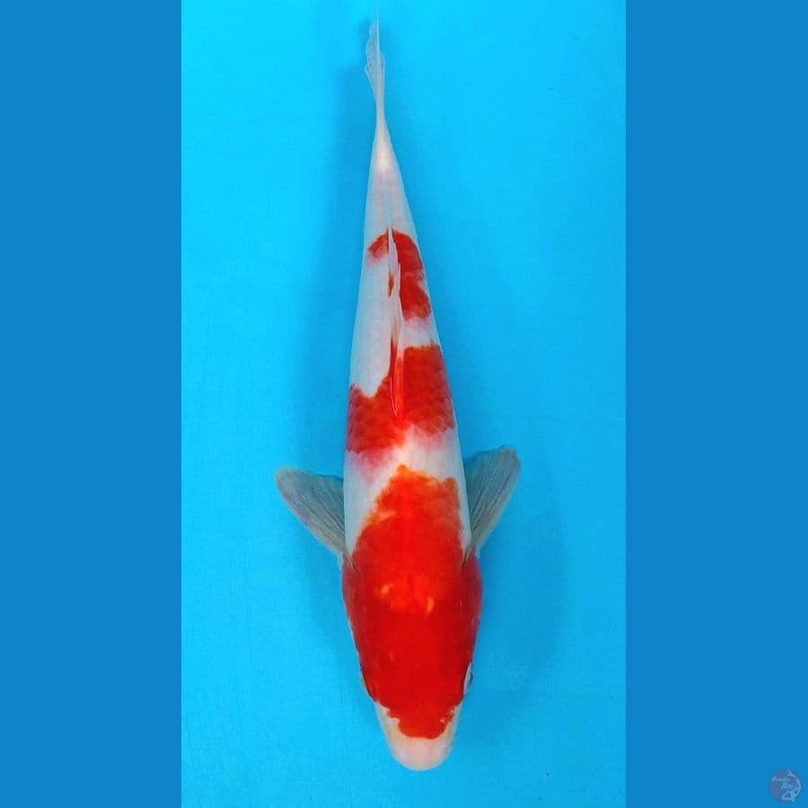 kohaku 35cm
