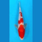kohaku 35cm
