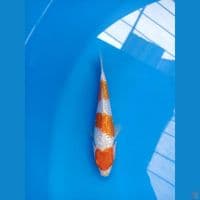 KOHAKU GINRIN M/17 CM