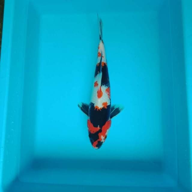 Showa kinde 32 cm