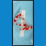 mixs koi 30 35cm