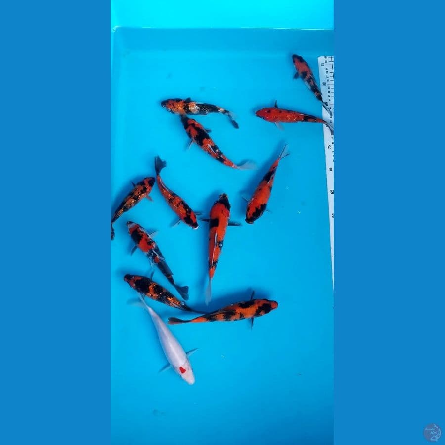mix showa 11+1ekor tanci kohaku grade A..16-21cm