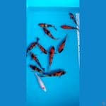 mix showa 11+1ekor tanci kohaku grade A..16-21cm