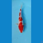 hanasuke kohaku 24cm