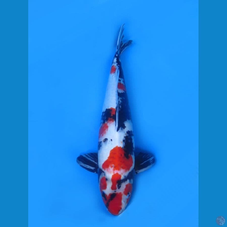 53cm - Jumbo Kindai Showa