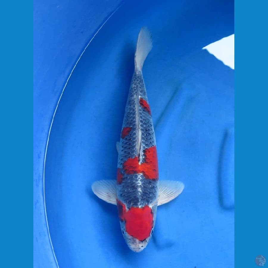 45cm - Red Goshiki 