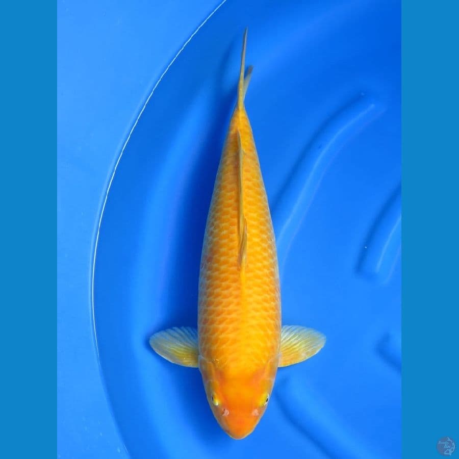 54cm - Jumbo Karasi