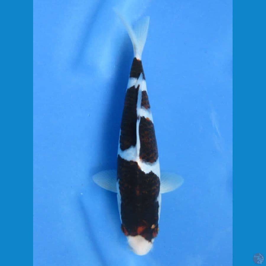 24cm - Koromo SQ