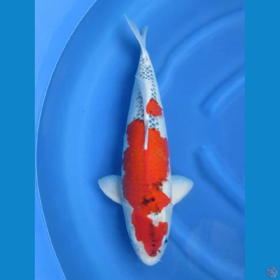54cm - Jumbo Goshiki male 