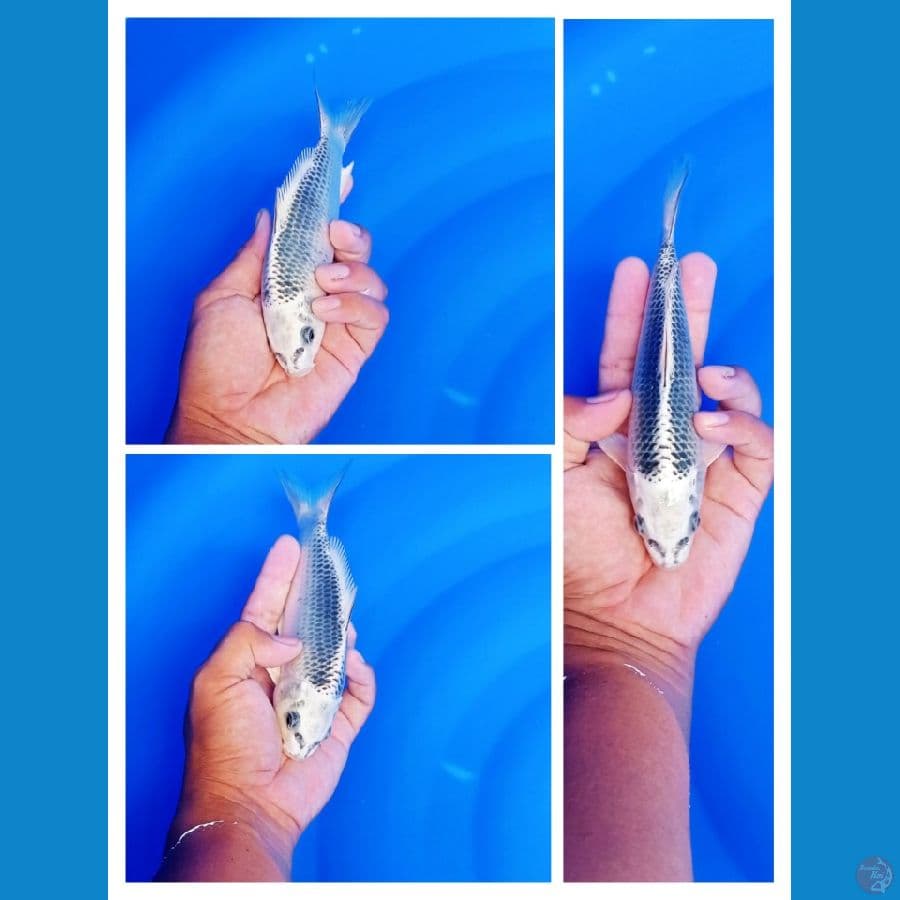 bahan ginmatsuba size 18 cm