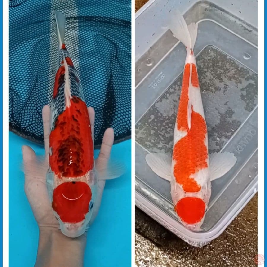 37-36 Maruten gosiki,kohaku (Male)