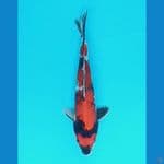 showa 27 male