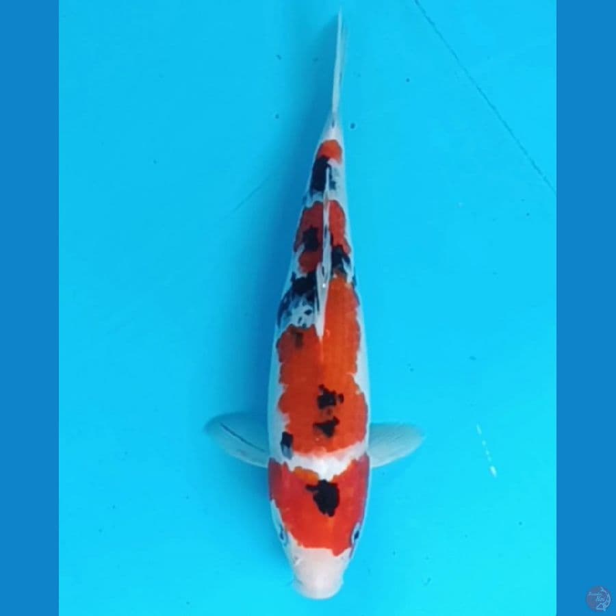 sanke 28 cm/fm