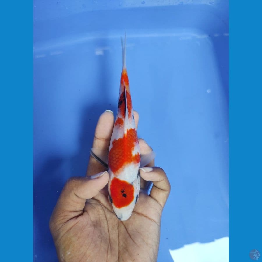 MARUTEN SHOWA - 18CM