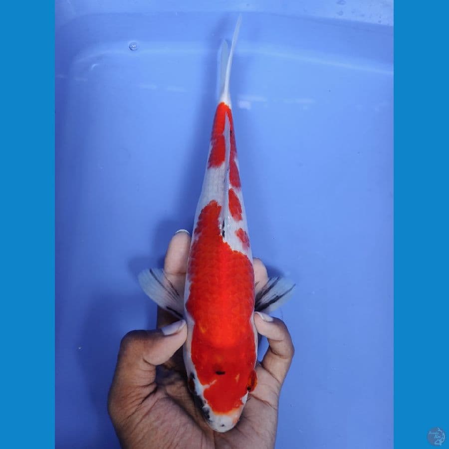 SHOWA - 27CM MALE