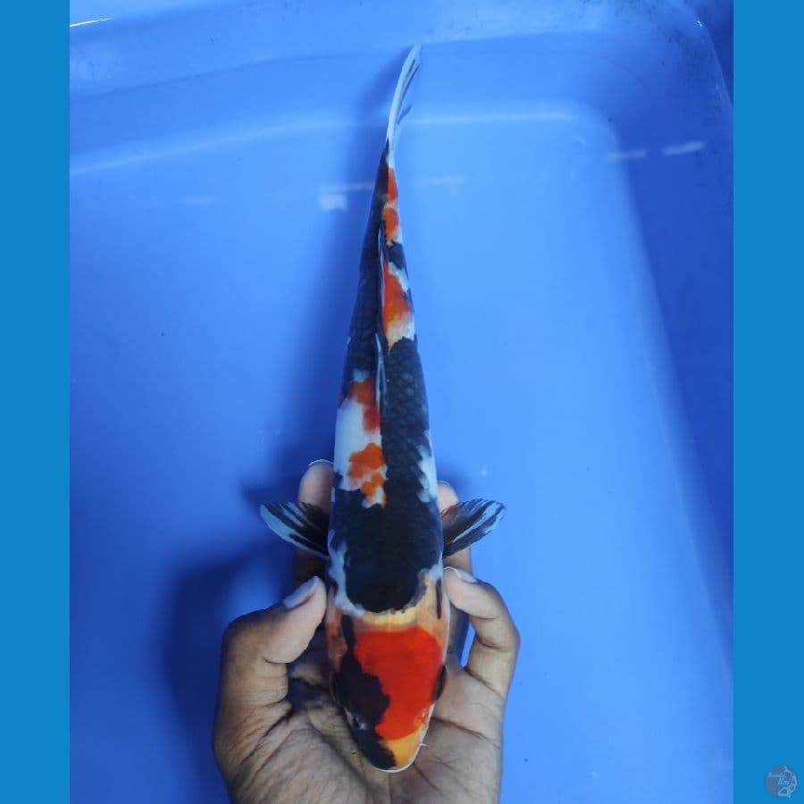 MARUTEN SHOWA - 28CM