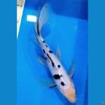 kumpay bekko 30cm male