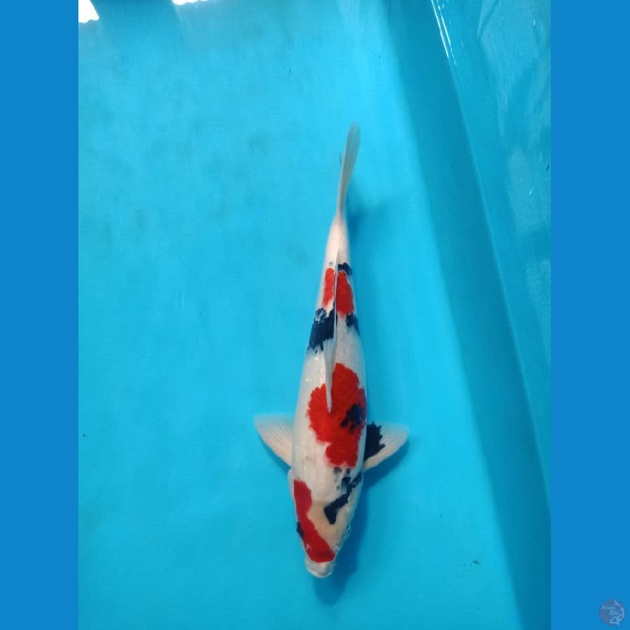 kindai showa istimewa