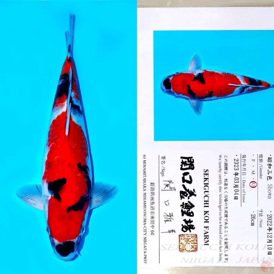 SEKIGUCHI SHOWA SANSHOKU HQ 40BU 