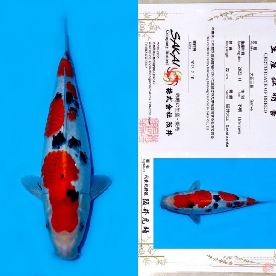 SAKAI SANDAN SANKE HQ 35CM 