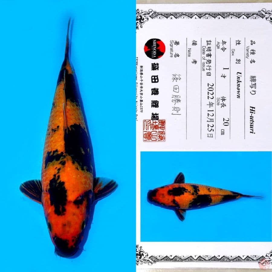 SHINODA HI UTSURI HQ 33CM 