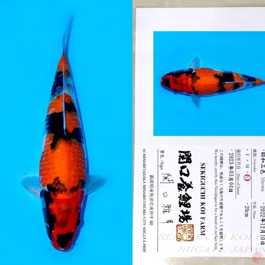SEKIGUCHI SHOWA SANSHOKU HQ 40BU