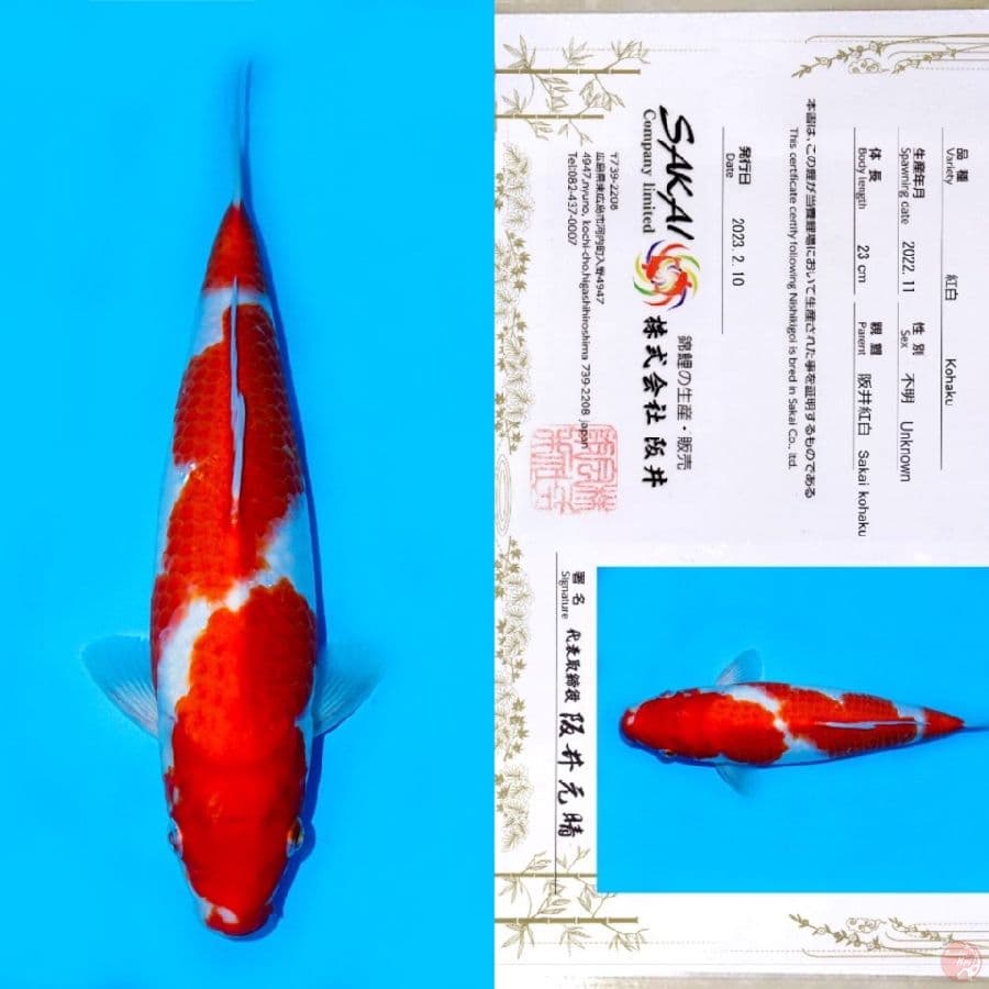 SAKAI SANDAN KOHAKU HQ 35CM
