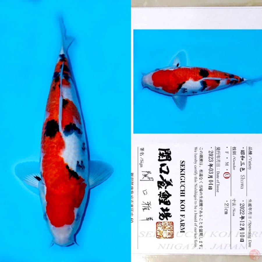 SEKIGUCHI SHOWA SANSHOKU HQ 40BU