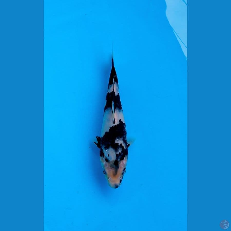 LOKAL SIDOARJO * SHIRO UTSURI 25 CM 