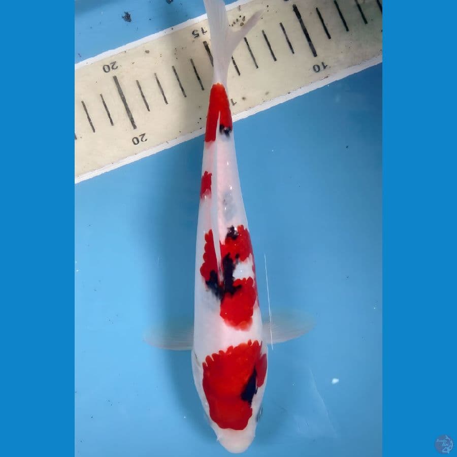 sanke 23 cm