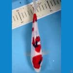 sanke 23 cm