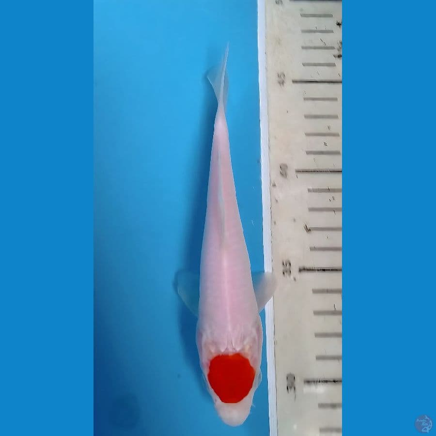 tancho kohako 17cm