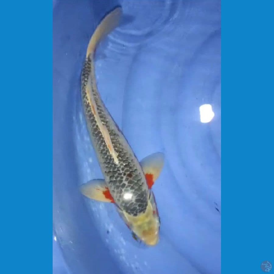 asagi 42cm male