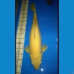 karashi mata merah 64cm F