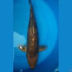 chagoi 50cm unceck