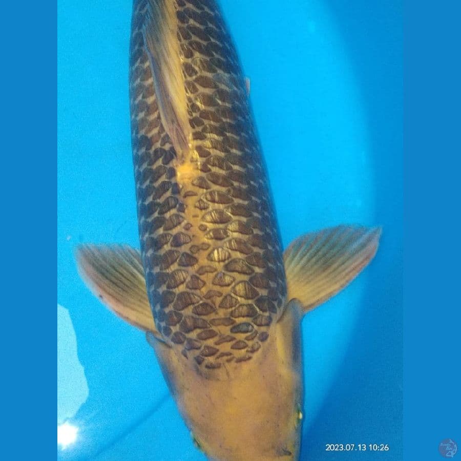 chagoi 50cm unceck