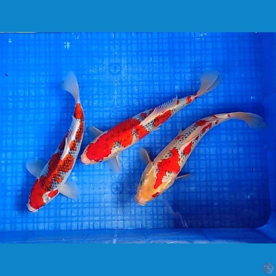 GOSHIKI 28-30CM