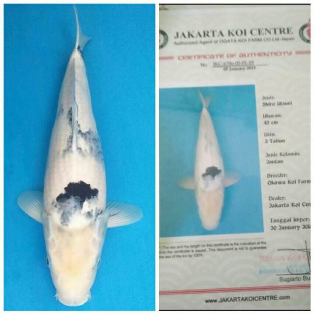 Okawa Jumbo Shiro