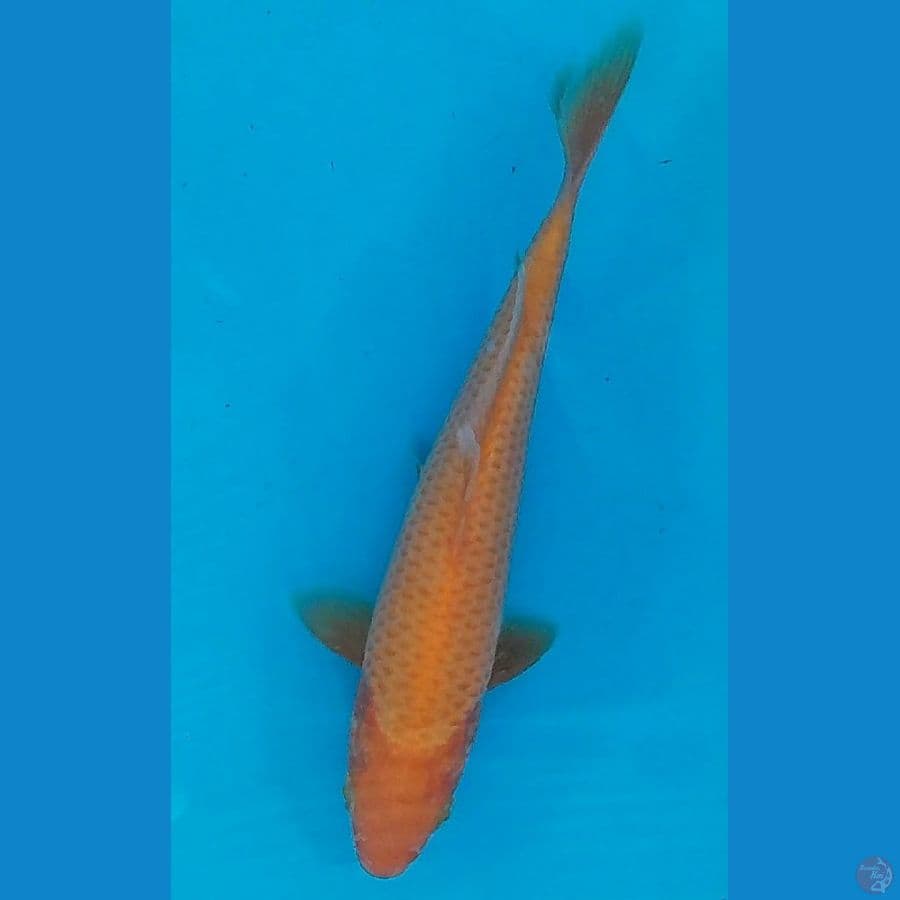 RED (19CM)