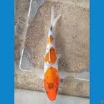 SHOWA GINRIN (12CM)