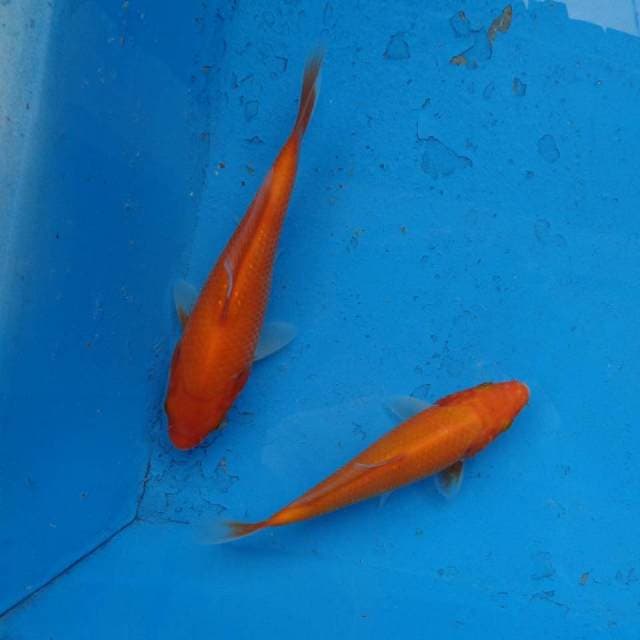 Duo Aka Hajiro F1
