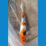 SHOWA GINRIN (12CM)