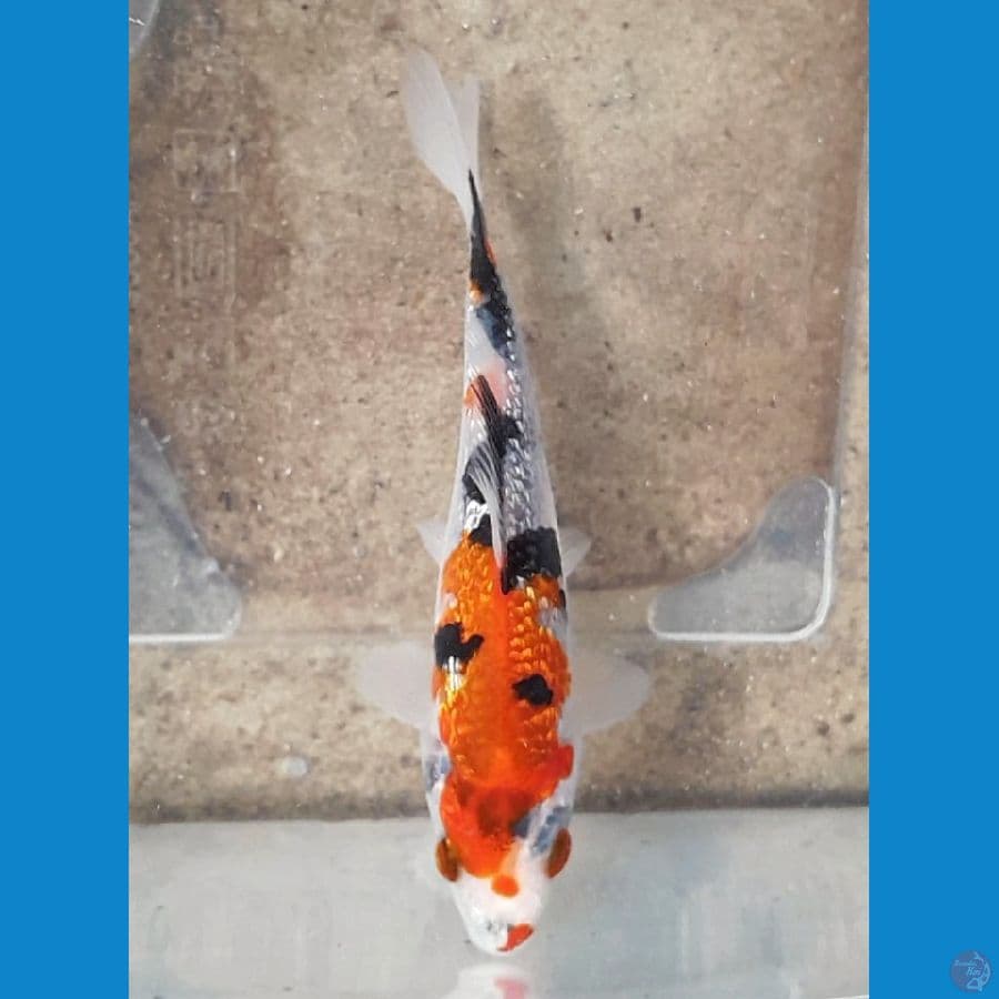 SHOWA GINRIN (12CM)