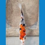 SHOWA GINRIN (12CM)