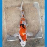 SHOWA GINRIN (13CM)