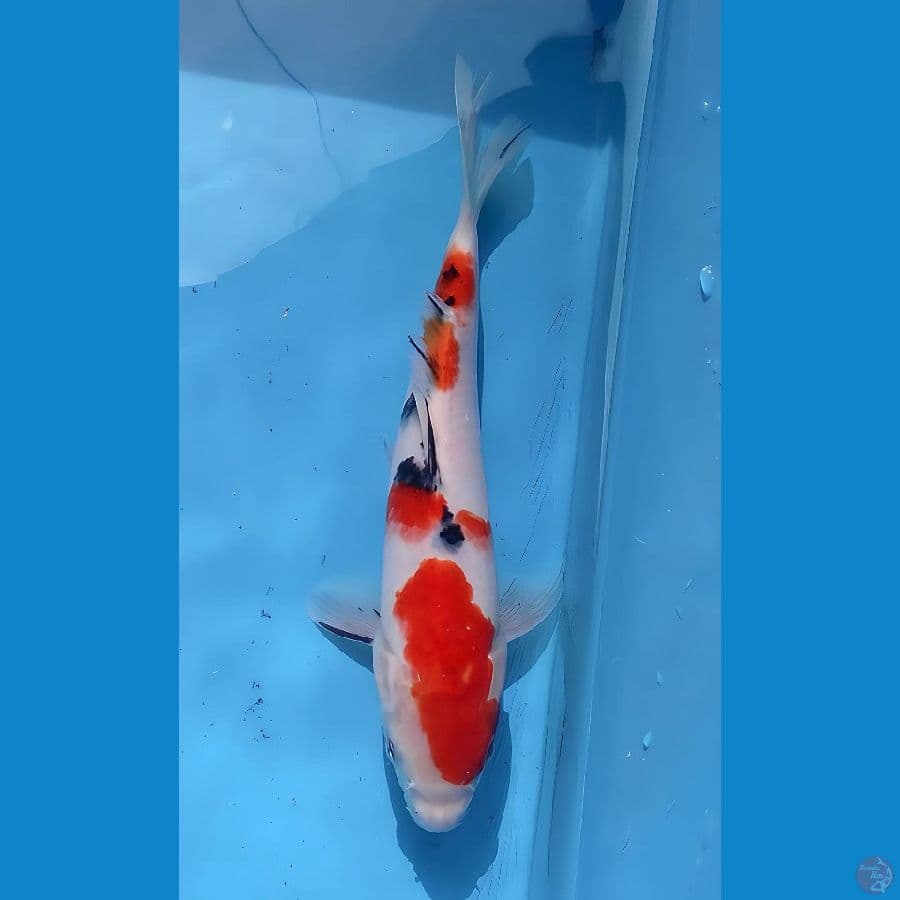 sanke 22cm