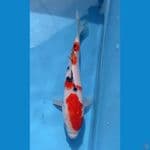 sanke 22cm