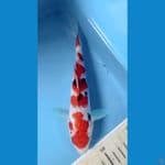sanke 19cm peten bgs