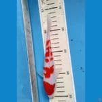 kohaku17cm peten unik